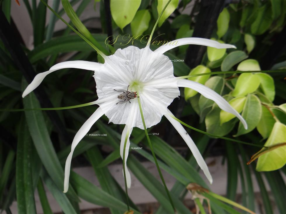   Flower